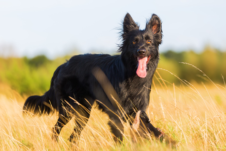 outdoor portrait of a Harzer Fuchs who stands on the meadowの写真素材