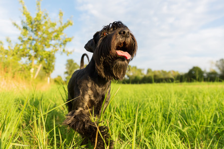 cute black standard schnauzer walking on the meadow
