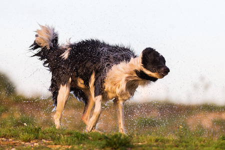 border collie standing lakeside and shakes the wet furの写真素材