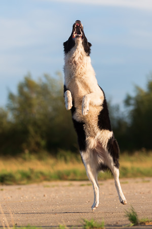 picture of a border collie who jumps for a thrown treatの写真素材