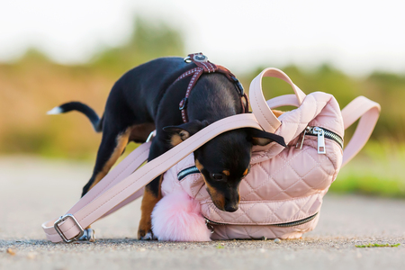 picture of a pinscher hybrid puppy who is looking at a woman's handbagの写真素材