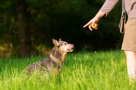 person plays with an Australian cattledog outdoors