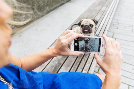 woman makes with a phone a photo of her cute pugの写真素材