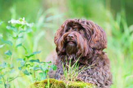 outdoor portrait of a cute Havanese dogの写真素材
