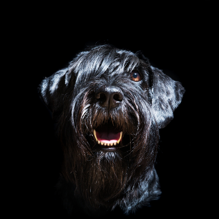 head portrait of a standard schnauzer in front of a black backgroundの写真素材