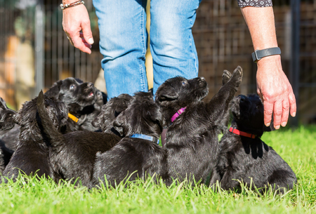 Person stands on the lawn with a schnauzer puppy litterの写真素材