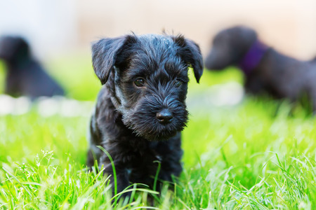 Portrait of a cute schnauzer puppyの写真素材