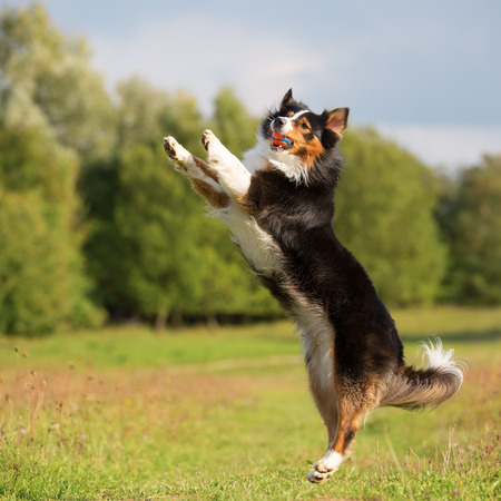 Picture of an Australian Shepherd dog who jumps and catches a ballの写真素材