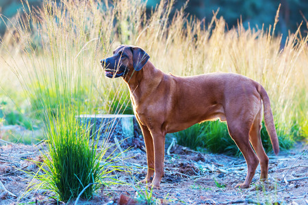 portrait picture of a Rhodesian Ridgeback on a clearing