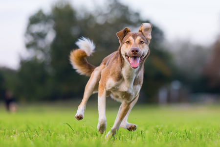 picture of a hybrid dog who runs on a meadow