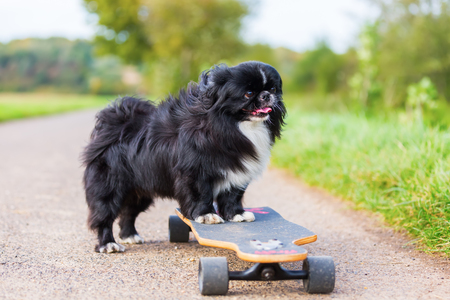 picture of a Pekinese dog who stands on a skateboardの写真素材