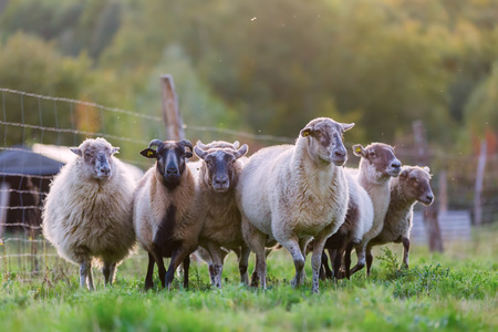 picture of a pack of sheep with on the pastureの写真素材