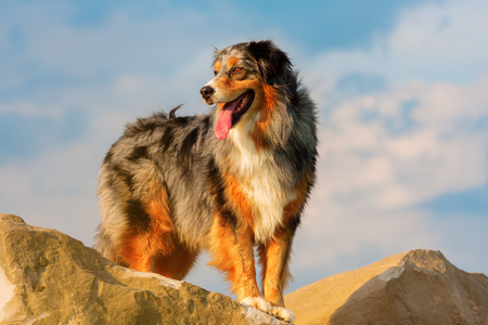 portrait of an Australian Shepherd dog standing on a rockの写真素材