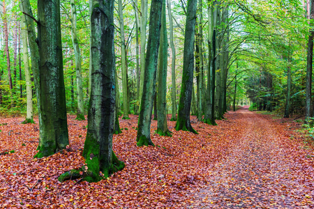 picture of a beech forest with forest path in autumnの写真素材