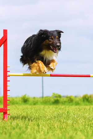 Australian Shepherd jumps over a hurdle of an agility fieldの写真素材