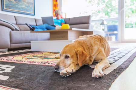 labrador retriever dog lies on the floor while a mature woman works with a laptop in the backgroundの写真素材