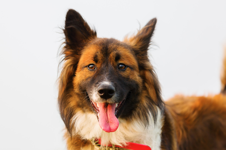 portrait of a cute Elo dog on a meadowの写真素材