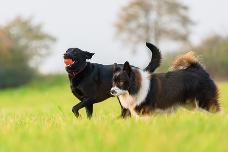 cute Elo and a labrador dog run on the meadowの写真素材