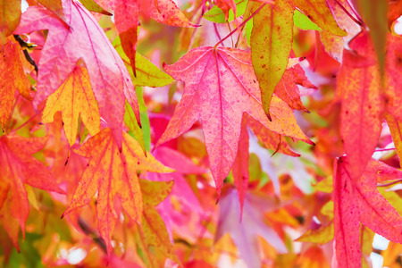 autumnal red colored leaves of a maple tree