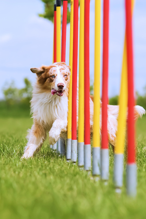 Australian Shepherd runs a slalom course on an agility fieldの写真素材