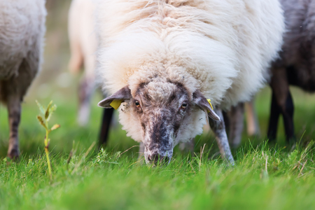 closeup portrait picture of sheep on the pastureの写真素材