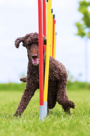 royal poodle runs a slalom cours on an agility fieldの写真素材