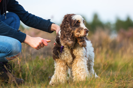 picture of a woman who kneels beside her cocker spanielの写真素材