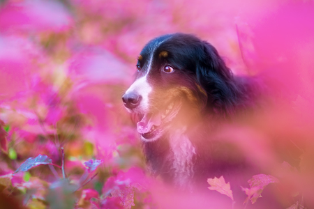 portrait picture of a Bernese mountain dog surrounded by purple autumnn leavesの写真素材