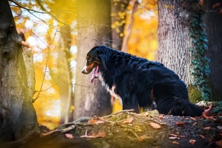 portrait picture of a Bernese mountain dog in an autumn forestの写真素材