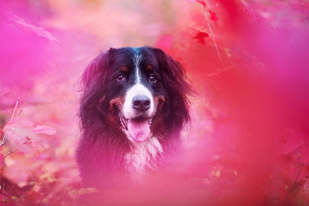 portrait picture of a Bernese mountain dog surrounded by purple autumnn leavesの写真素材