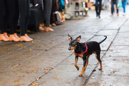 cute pinscher dog walking on a shopping roadの写真素材