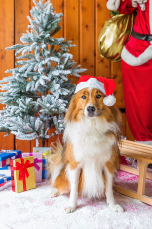 picture of a cute elo dog in front of christmas decorationの写真素材