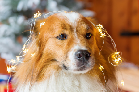 Picture of a cute elo dog in front of Christmas decorationの写真素材