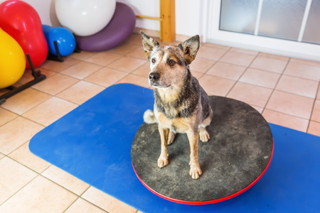Australian Cattledog sits on a wobble board in an animal physiotherapy officeの写真素材