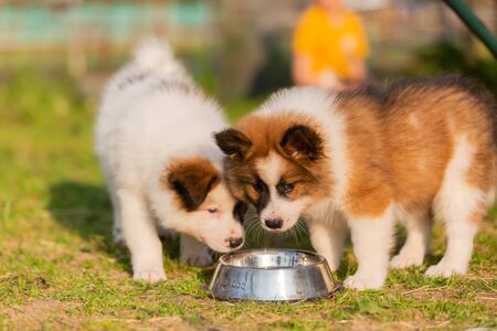 picture of elo puppies at a feeding bowlの写真素材