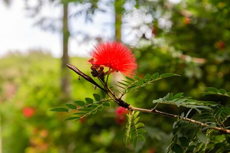 picture of a red flower of a Mimosoideae treeの写真素材