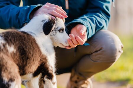 picture of a person giving her puppy a treat
