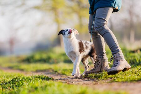 picture of a woman playing with a cute puppy outdoorsの写真素材