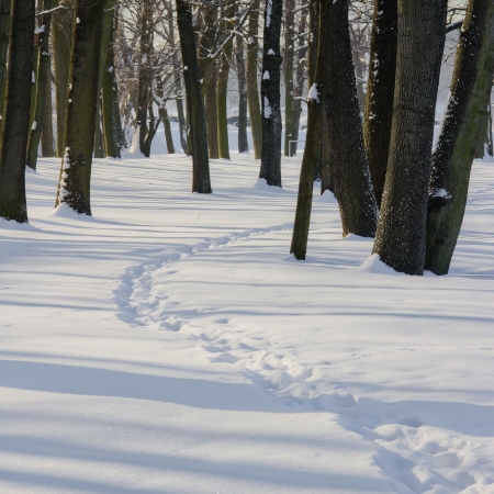 City park covered with snowの写真素材