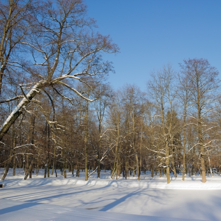 City park covered with snowの写真素材