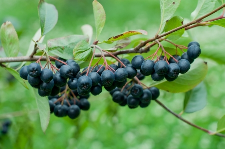 A bunch of black chokeberry  aronia  の写真素材