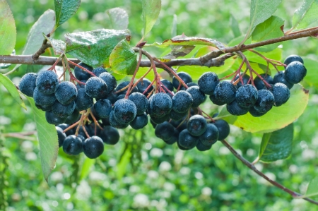 A bunch of black chokeberry  aronia  の写真素材