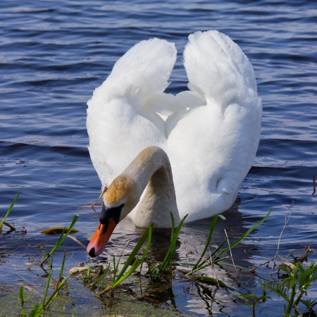 White swan floats in blue water of lakeの写真素材