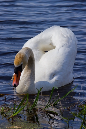 White swan floats in blue water of lakeの写真素材