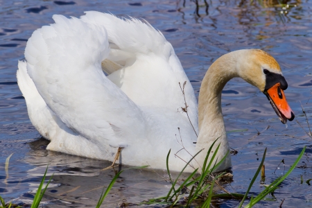 White swan floats in blue water of lake の写真素材