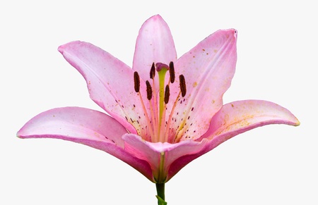Pink lily. Isolated on white backgroundの写真素材