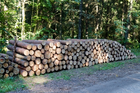 Pile of wood logs ready for winter