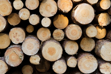 Pile of wood logs ready for winterの写真素材