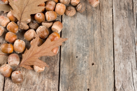 Autumn oak leaves and acorns on the abstract backgroundの写真素材