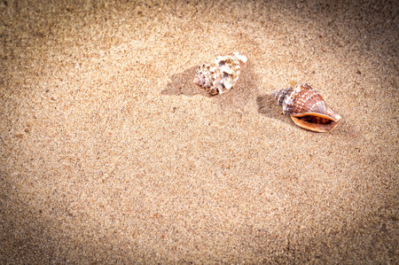 Sea shells with sand as background